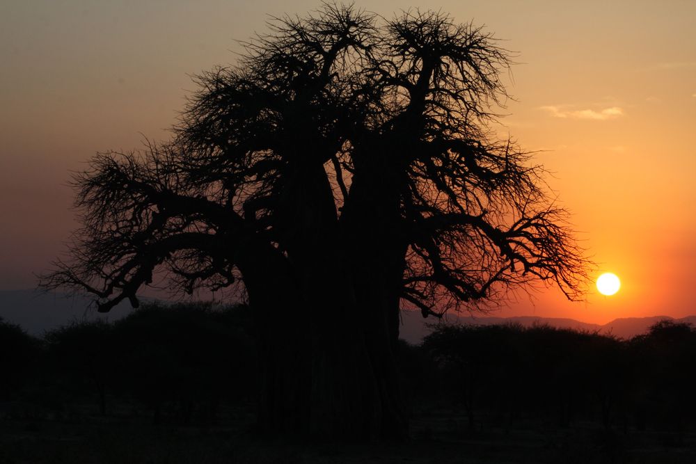 Tarangire National Park Day Trip