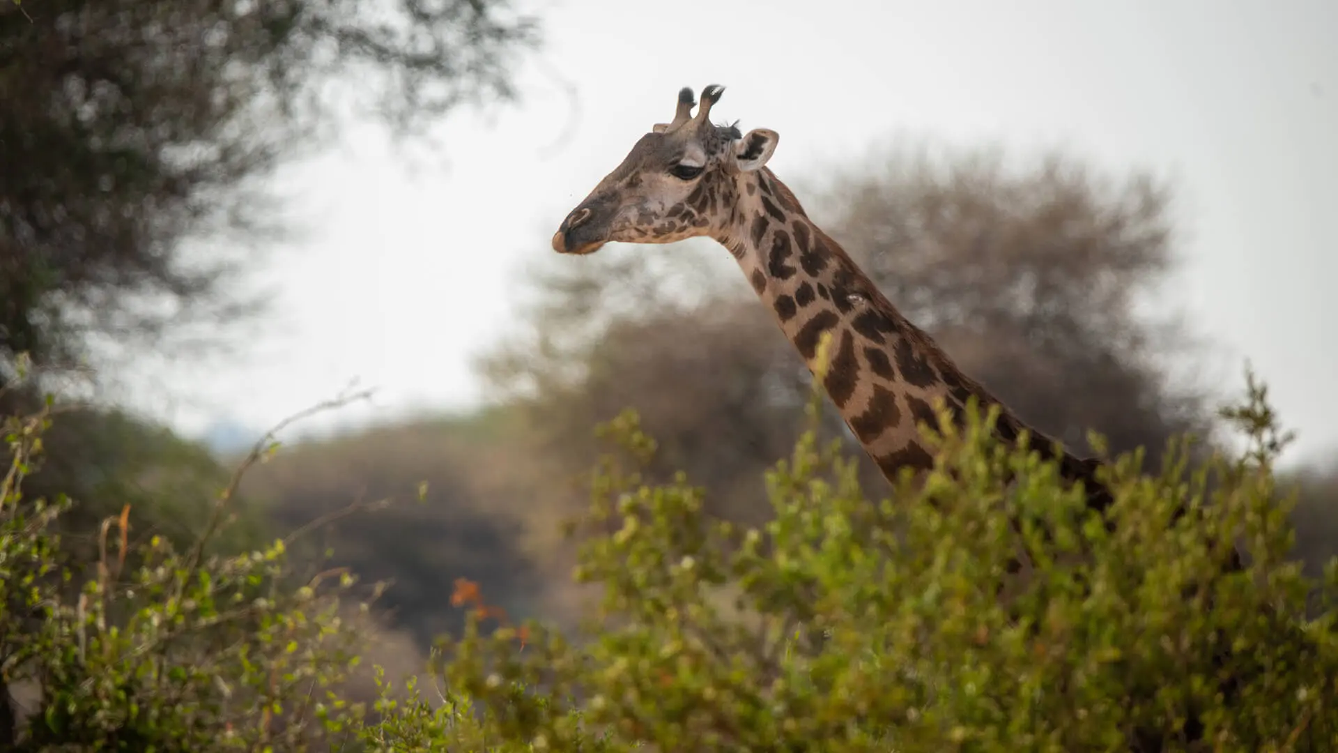 tarangire national park56